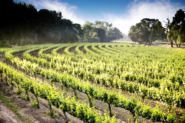 Lodi-wine-country-tour